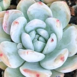 Succulents Full Sun Echeveria Monroe