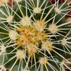 Assorted Cacti Box ???? Plant Packs