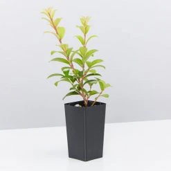 Ozbreed Straight And Narrow™ Syzygium Australe Plant Pack Hedging Plants 11 Ozbreed Straight And Narrow™ Syzygium Australe Plant Pack Hedging Plants