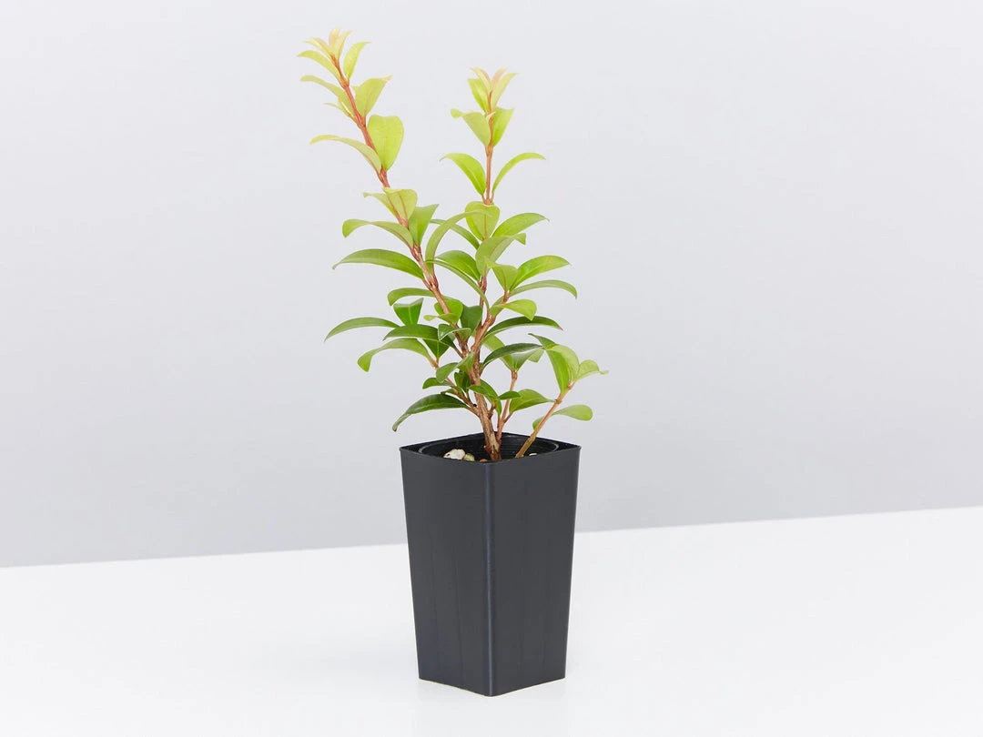 Ozbreed Straight And Narrow™ Syzygium Australe Plant Pack Hedging Plants 7 Ozbreed Straight And Narrow™ Syzygium Australe Plant Pack Hedging Plants