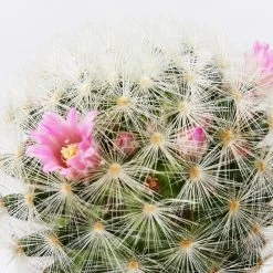 Assorted Cacti Box ???? Plant Packs