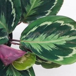 Indoor Garden Calathea Roseopicta Medallion Pet-friendly Indoor Plants 12 Indoor Garden Calathea Roseopicta Medallion Pet-friendly Indoor Plants