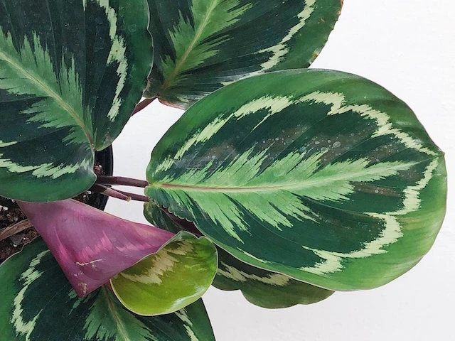 Indoor Garden Calathea Roseopicta Medallion Pet-friendly Indoor Plants 7 Indoor Garden Calathea Roseopicta Medallion Pet-friendly Indoor Plants