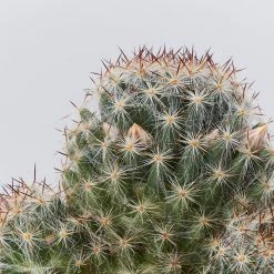 Assorted Cacti Box ???? Plant Packs