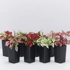 Indoor Garden Hypoestes Phyllostachya Splash Select Mix Shrubs