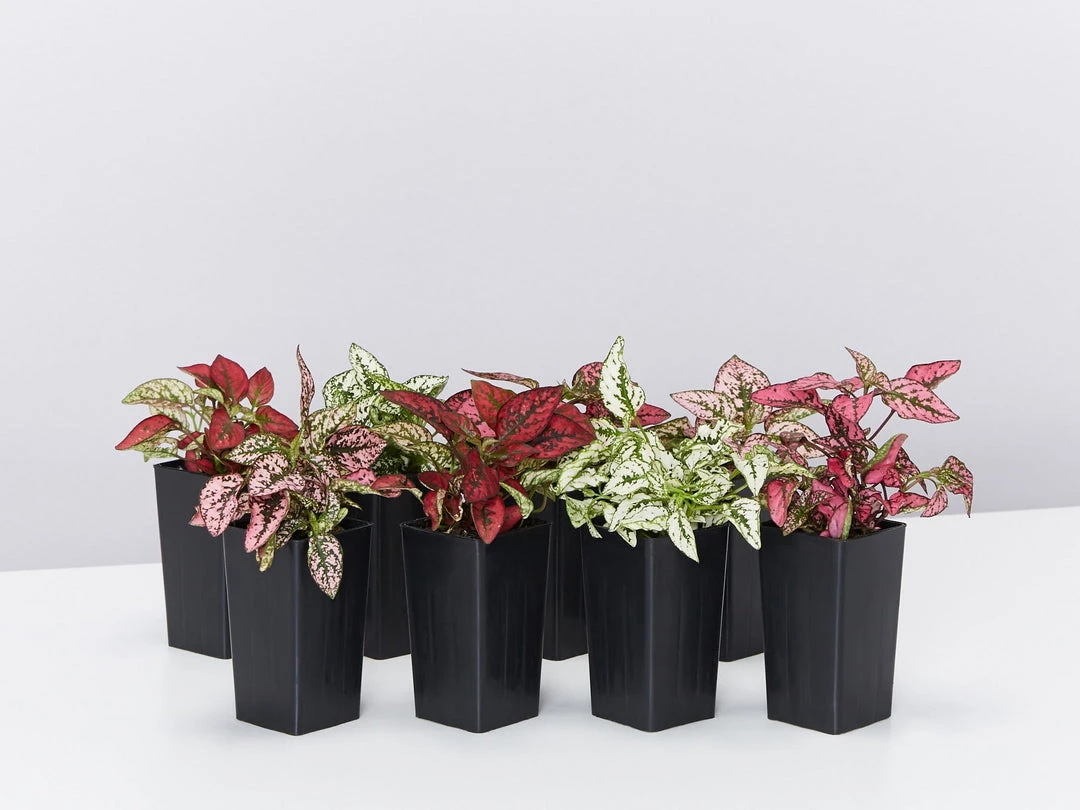 Indoor Garden Hypoestes Phyllostachya Splash Select Mix Shrubs 4 Indoor Garden Hypoestes Phyllostachya Splash Select Mix Shrubs