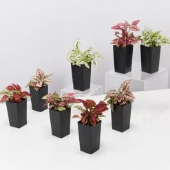 Indoor Garden Hypoestes Phyllostachya Splash Select Mix Shrubs 14 Indoor Garden Hypoestes Phyllostachya Splash Select Mix Shrubs