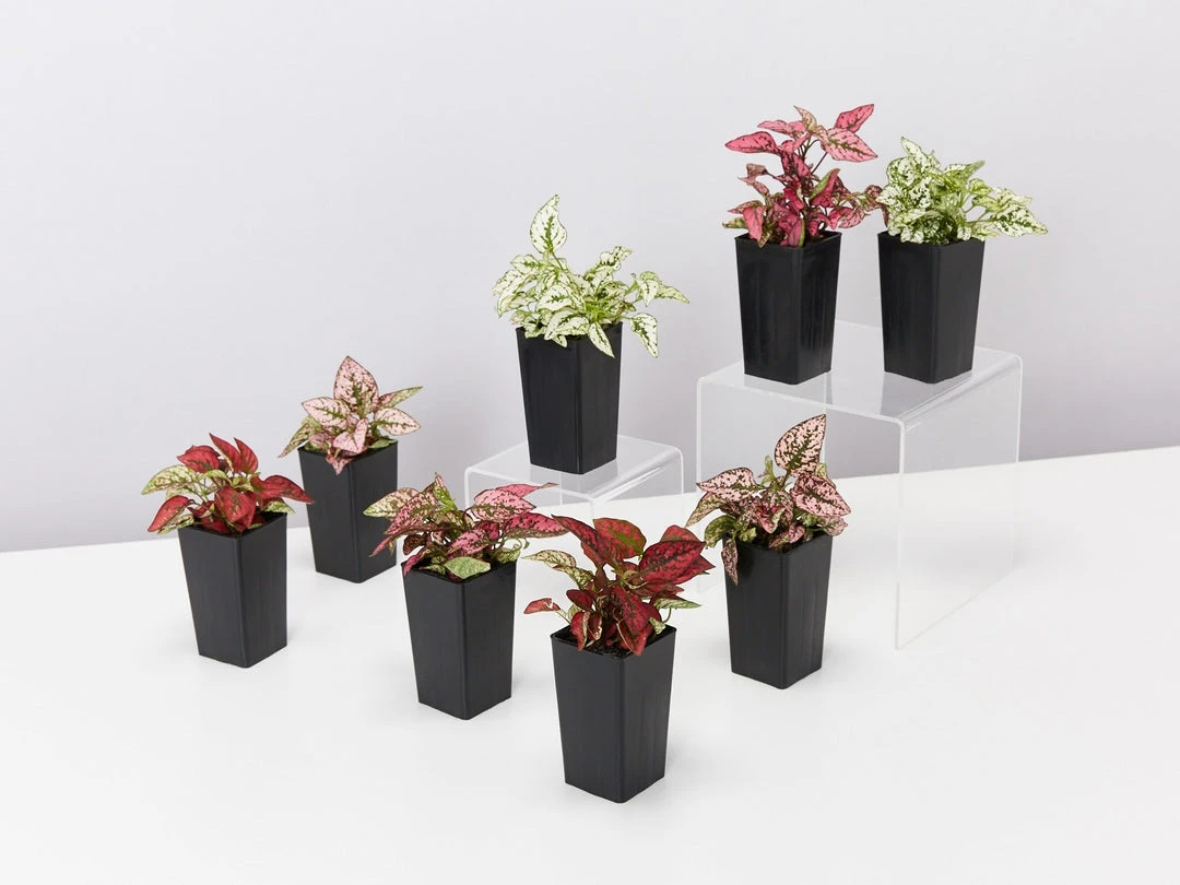 Indoor Garden Hypoestes Phyllostachya Splash Select Mix Shrubs 8 Indoor Garden Hypoestes Phyllostachya Splash Select Mix Shrubs