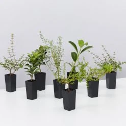 Shrubs The Coastal ???? Mixed Box Of Plants