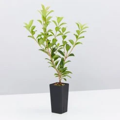 Syzygium 'Aussie Compact' Lilly Pilly Medium Hedge Pack Hedging Plants
