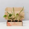 Indoor Garden Easy Care Plants The Water Propagation Box