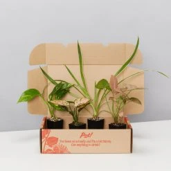 Indoor Garden Easy Care Plants The Water Propagation Box
