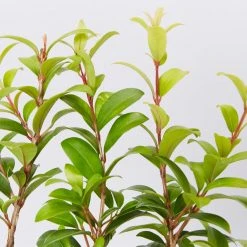 Ozbreed Straight And Narrow™ Syzygium Australe Plant Pack Hedging Plants 10 Ozbreed Straight And Narrow™ Syzygium Australe Plant Pack Hedging Plants
