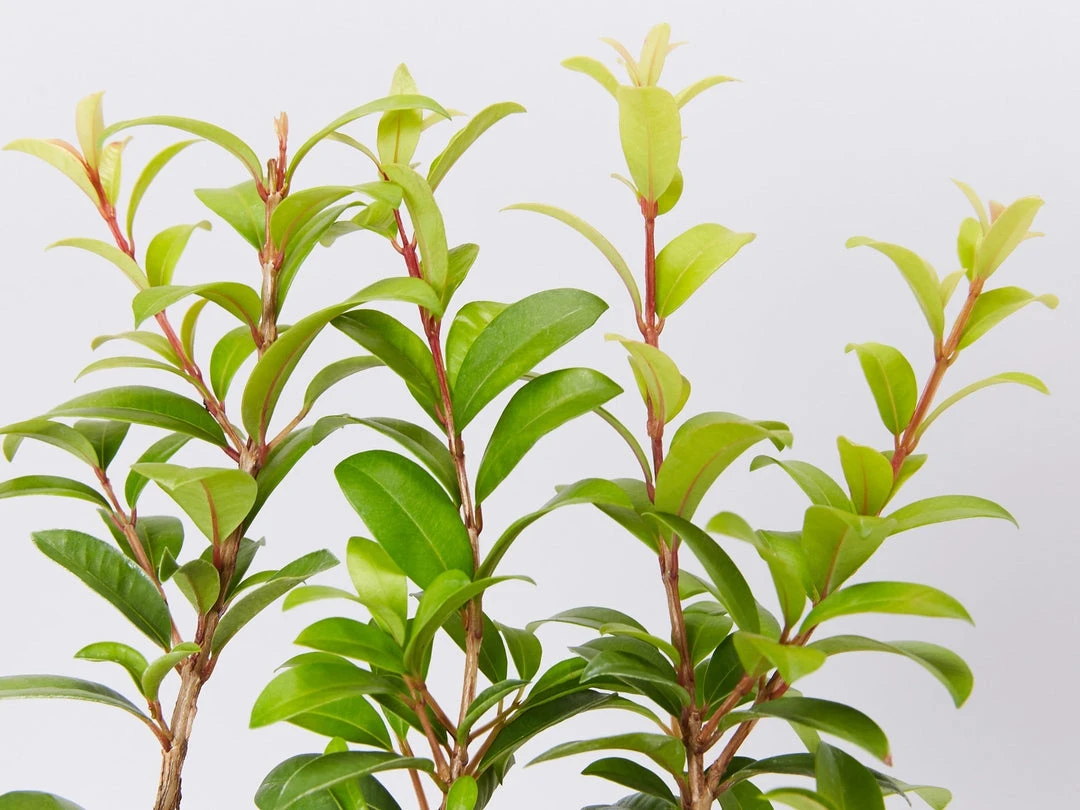 Ozbreed Straight And Narrow™ Syzygium Australe Plant Pack Hedging Plants 6 Ozbreed Straight And Narrow™ Syzygium Australe Plant Pack Hedging Plants