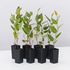 Shrubs Hardenbergia Violacea Purple Spray Full Sun