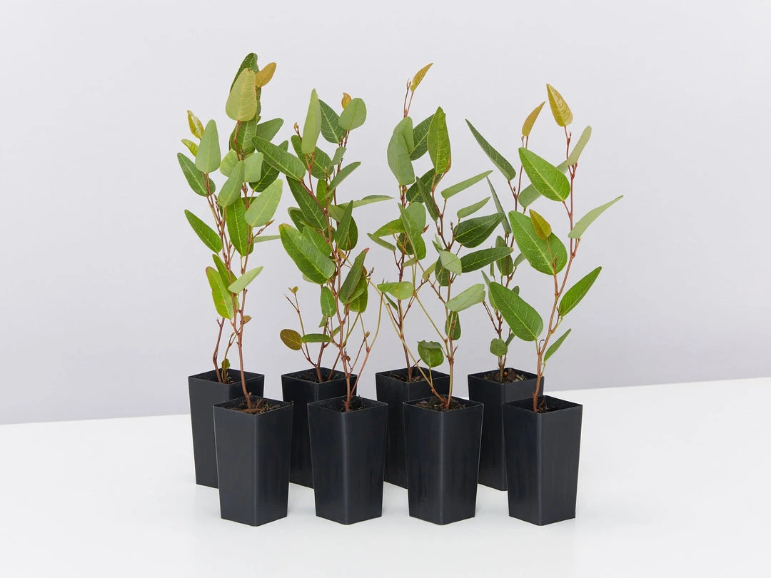 Shrubs Hardenbergia Violacea Purple Spray Full Sun 3 Shrubs Hardenbergia Violacea Purple Spray Full Sun