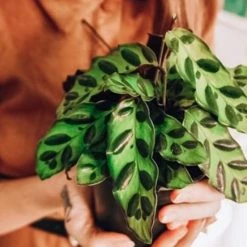 Indoor Garden Pet-friendly Indoor Plants Calathea Insignis Rattle Snake Box 14 Indoor Garden Pet-friendly Indoor Plants Calathea Insignis Rattle Snake Box