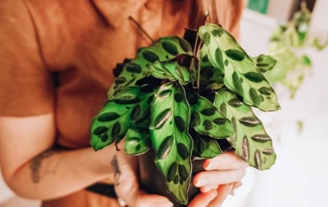 Indoor Garden Pet-friendly Indoor Plants Calathea Insignis Rattle Snake Box 8 Indoor Garden Pet-friendly Indoor Plants Calathea Insignis Rattle Snake Box