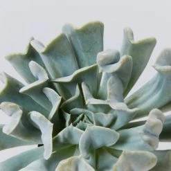 Succulents The Succulent Planter + LECA And Soil Bag