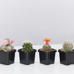 Elho Plant + Pot Multi Packs Mini Eco Gifting Pots With Cacti