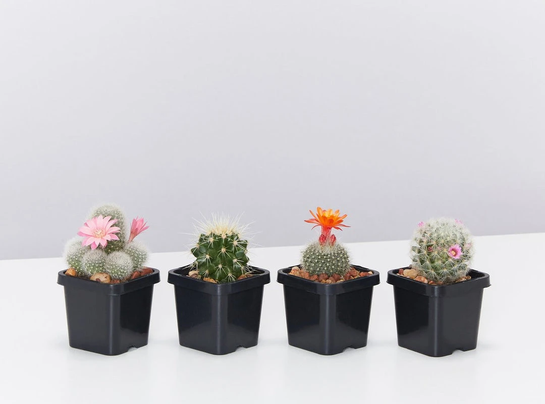 Elho Plant + Pot Multi Packs Mini Eco Gifting Pots With Cacti