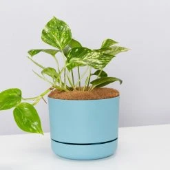 Pot + Plant Gift Box Devils Ivy 'Golden Pothos' - Pot + Plant + Soil