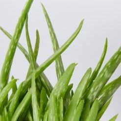 Succulents Aloe Vera Border Plants