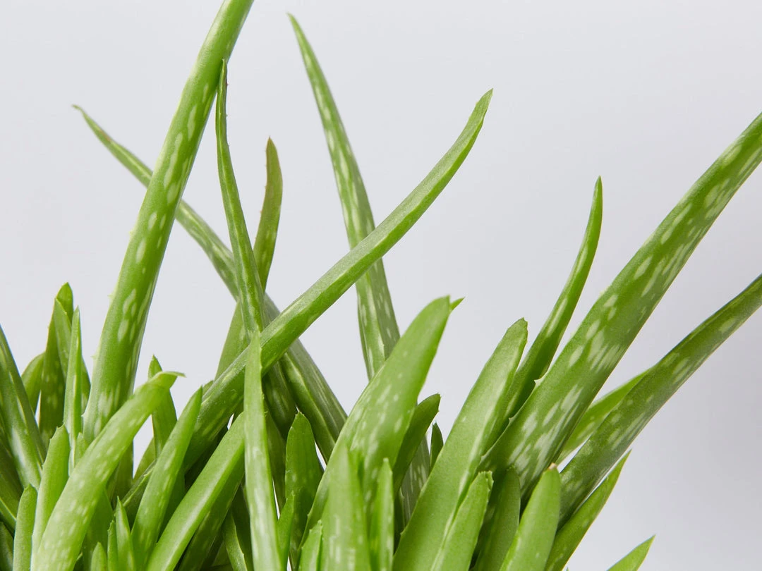 Succulents Aloe Vera Border Plants 4 Succulents Aloe Vera Border Plants