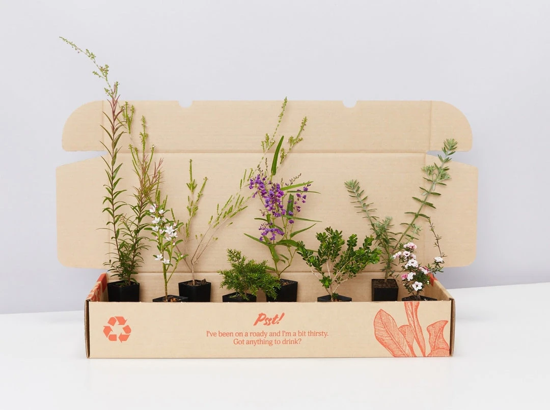 Shrubs Birds And Bees ๐ Australian Native Plant Pack 6 Shrubs Birds And Bees ???? Australian Native Plant Pack