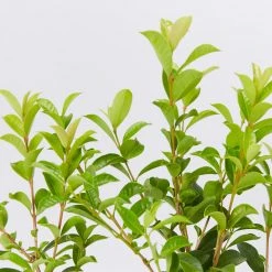 Syzygium 'Aussie Compact' Lilly Pilly Medium Hedge Pack Hedging Plants