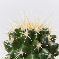 Assorted Cacti Box ???? Plant Packs