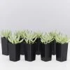Succulents Senecio Serpens Blue Chalksticks Dwarf Border Plants