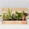 Indoor Garden Air Purifier Houseplant Pack ???? Air Purifying