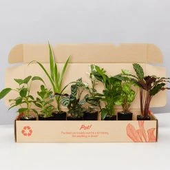 Indoor Garden Air Purifier Houseplant Pack ???? Air Purifying