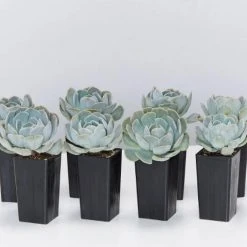 Succulents Full Sun Echeveria Secunda