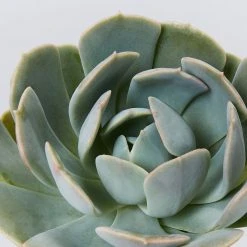 Succulents Full Sun Echeveria Secunda