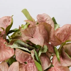 Indoor Garden Syngonium Podophyllum Red Heart 85mm Syngoniums