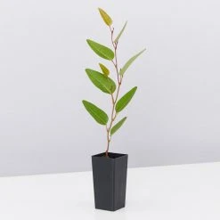 Shrubs Hardenbergia Violacea Purple Spray Full Sun 10 Shrubs Hardenbergia Violacea Purple Spray Full Sun