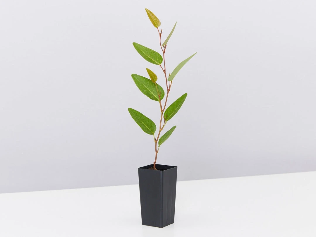 Shrubs Hardenbergia Violacea Purple Spray Full Sun 6 Shrubs Hardenbergia Violacea Purple Spray Full Sun