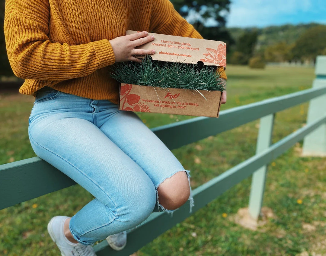 Shrubs Festuca Glauca Beyond Blue Border Plants 4 Shrubs Festuca Glauca Beyond Blue Border Plants