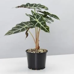 Pot + Plant Gift Box Alocasia Lowii Polly Amazonica - Pot + Plant + Soil