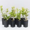 Ozbreed Straight And Narrow™ Syzygium Australe Plant Pack Hedging Plants