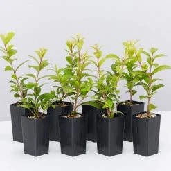 Ozbreed Straight And Narrow™ Syzygium Australe Plant Pack Hedging Plants