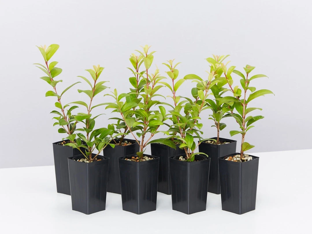 Ozbreed Straight And Narrow™ Syzygium Australe Plant Pack Hedging Plants 3 Ozbreed Straight And Narrow™ Syzygium Australe Plant Pack Hedging Plants