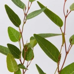 Shrubs Hardenbergia Violacea Purple Spray Full Sun 9 Shrubs Hardenbergia Violacea Purple Spray Full Sun