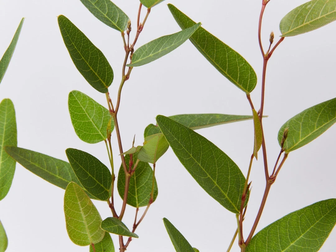 Shrubs Hardenbergia Violacea Purple Spray Full Sun 5 Shrubs Hardenbergia Violacea Purple Spray Full Sun