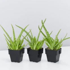 Succulents Aloe Vera Border Plants