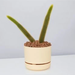 LECA - Canna Aqua Clay Balls 1L Bags Outdoor Accessories