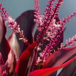 Shrubs Full Sun Cordyline Rubra