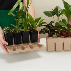 Indoor Garden Pet-friendly Indoor Plants Mr Kitly 6 Houseplants & 6 Pots - Pet-Friendly Edition